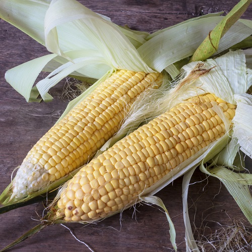 Sweetcorn Lark